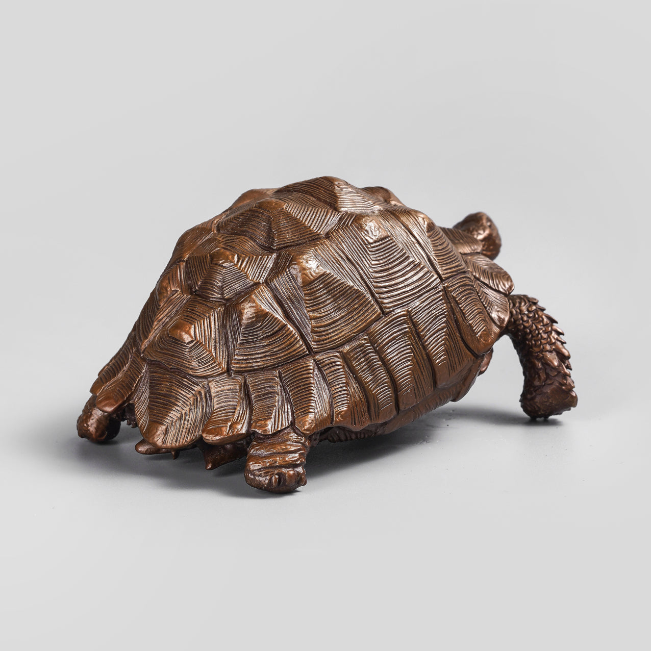 Sulcata Tortoise