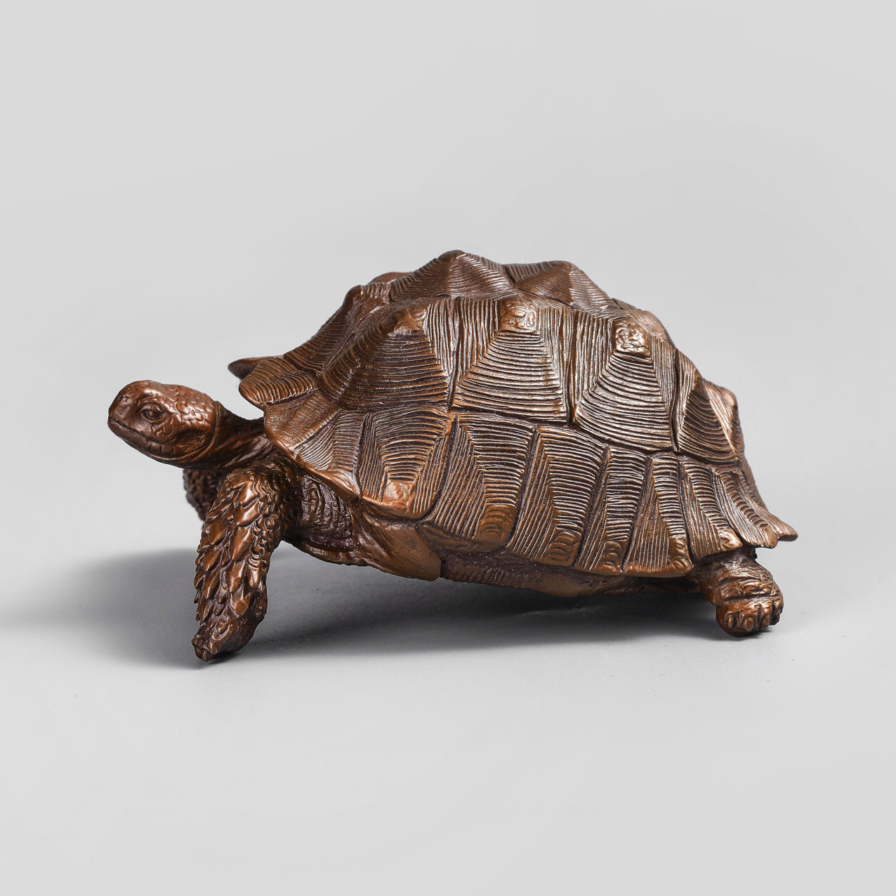sulcata turtle
