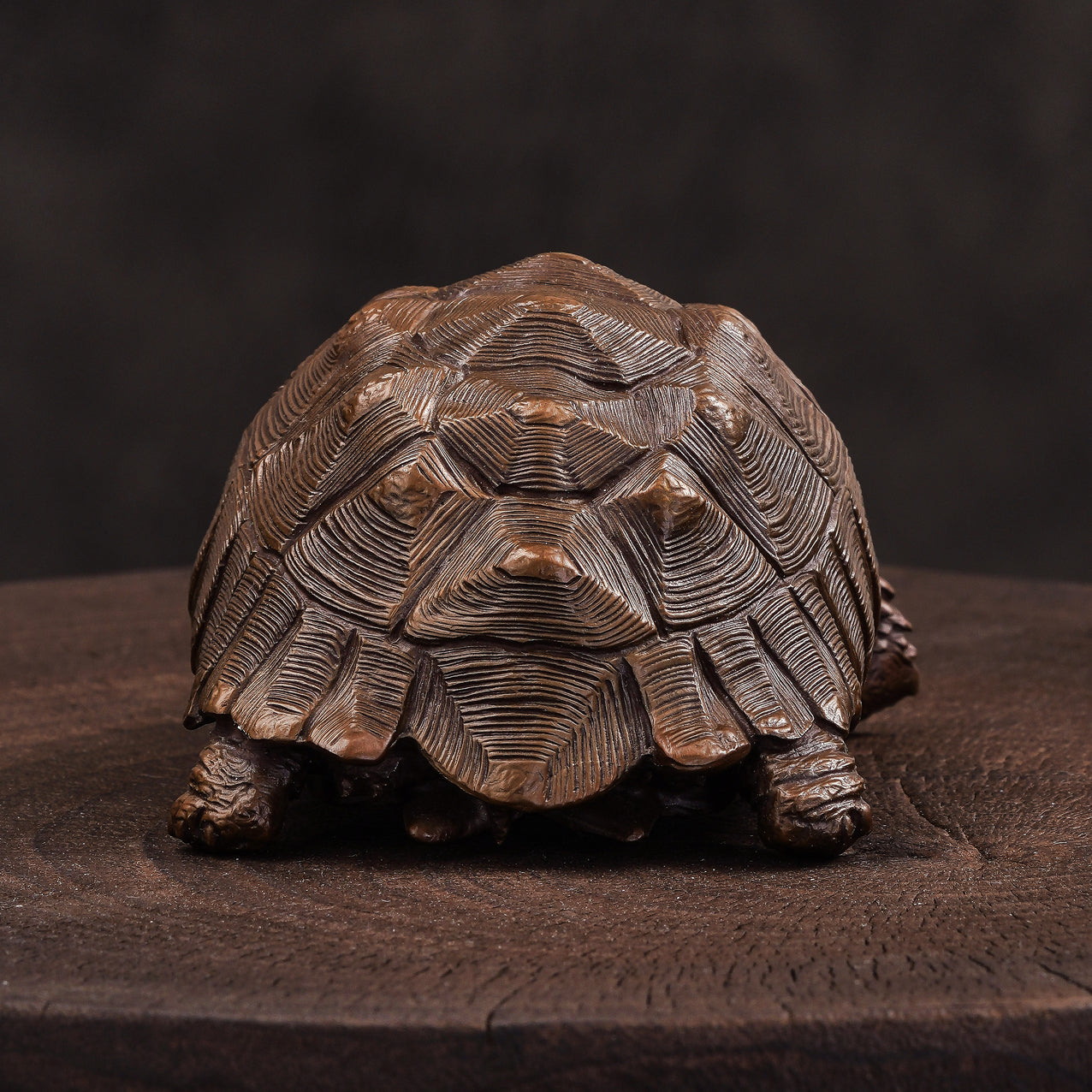 African spurred tortoise statue