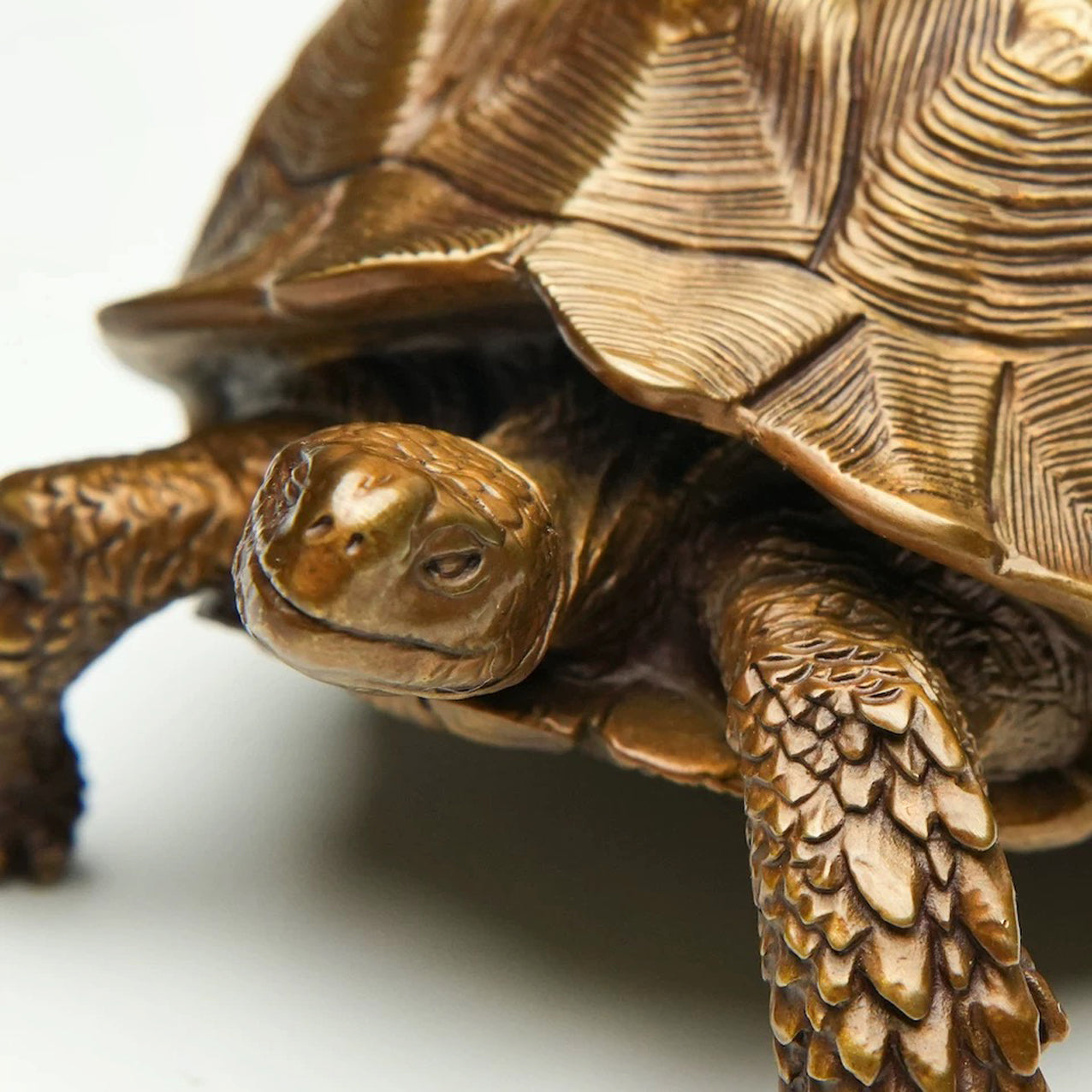 Sulcata Tortoise