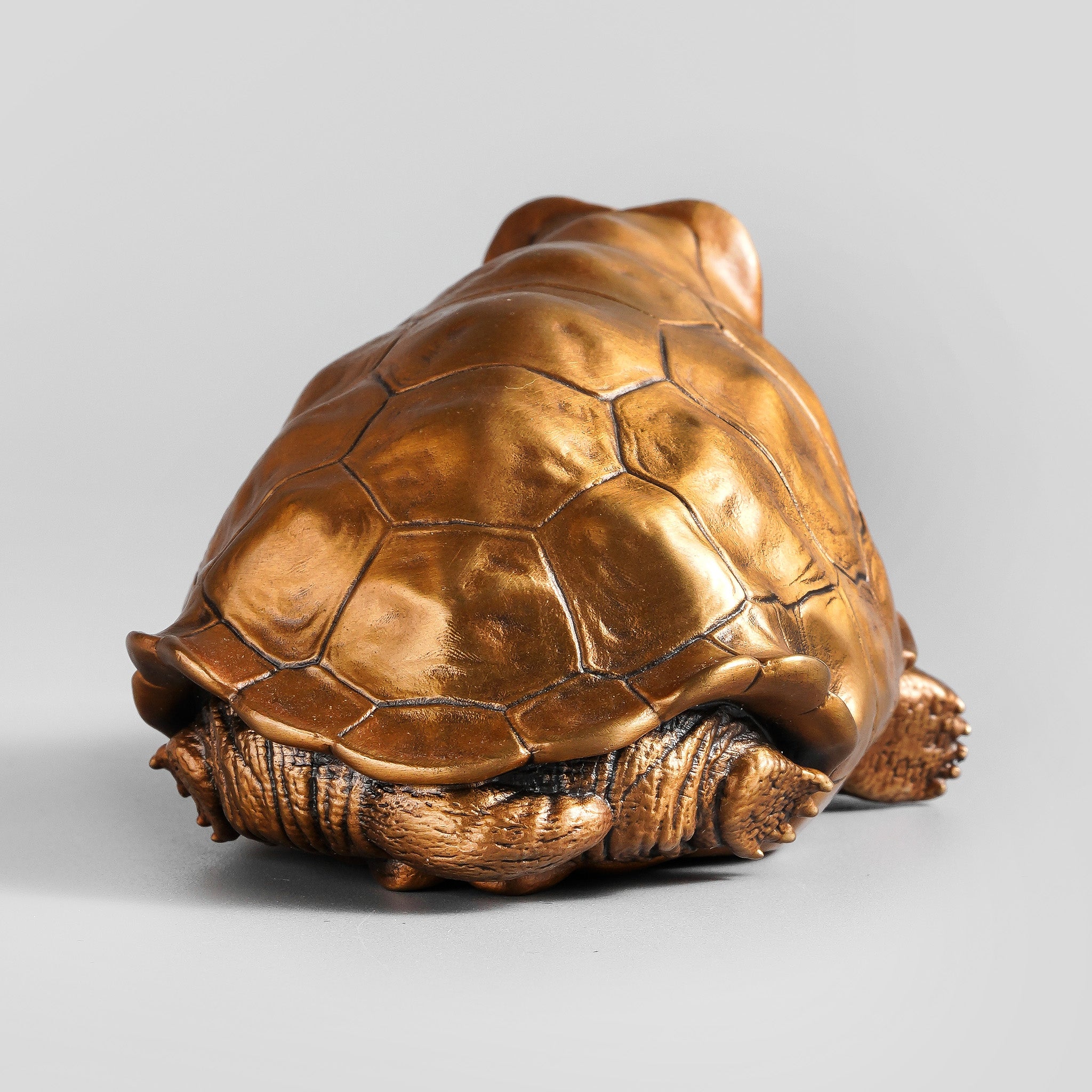 Galapagos Tortoise Decor
